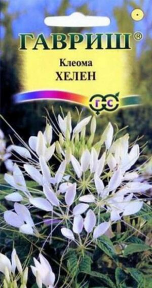 Клеома Хелен Гавриш