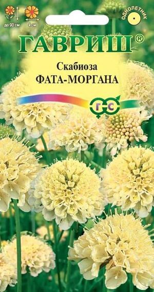 Скабиоза Темно-пурпурная Фата-моргана махровая Гавриш