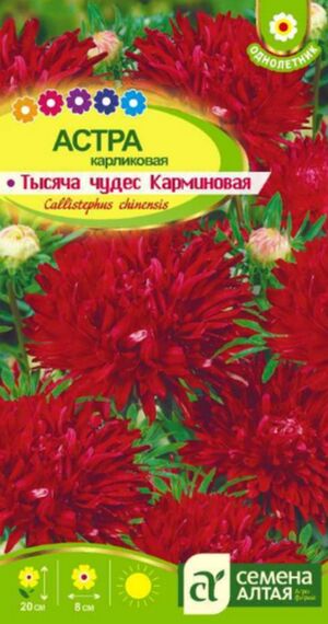 Астра Тысяча Чудес Карминная карликовая Семена Алтая
