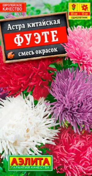 Астра Фуэте смесь Аэлита