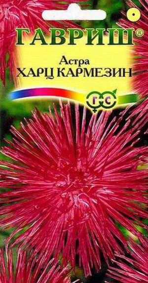 Астра Харц Кармезин тонкоигольчатая темно-красная Гавриш