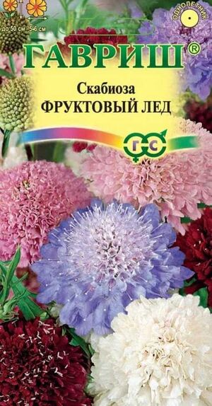 Скабиоза Фруктовый Лед махровая смесь Гавриш