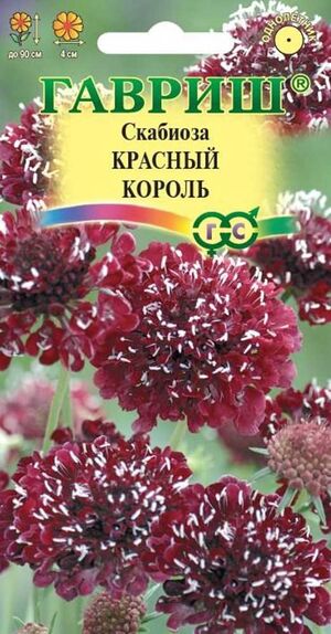 Скабиоза Темнопурпурная Красный Король махровая Гавриш