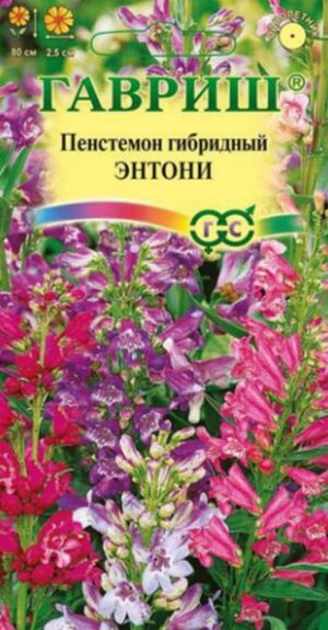 Пенстемон Энтони гибридный Гавриш