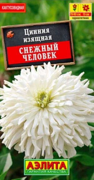 Цинния Снежный Человек кактусовидная Аэлита