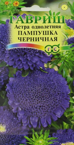 Астра Пампушка Черничная помпонная Гавриш