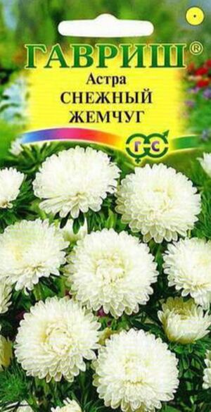 Астра Снежный Жемчуг карлик белая Гавриш