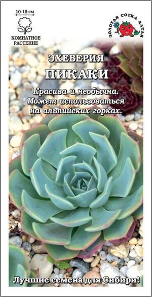 Эхеверия Пикаки Золотая Сотка Алтая