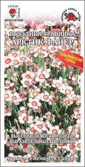 Гвоздика Арктик Файер травянка Золотая Сотка Алтая