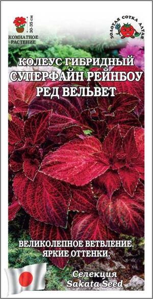 Колеус Суперфайн Рейнбоу Ред Вельвет Золотая Сотка Алтая
