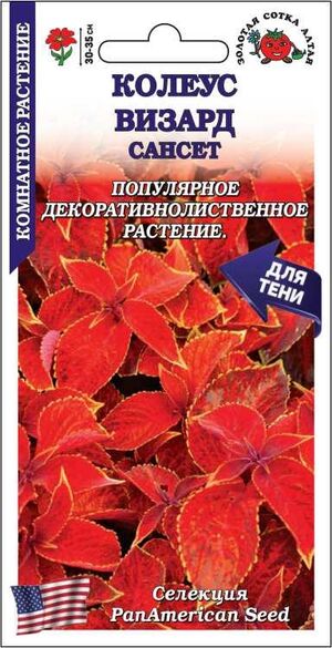 Колеус Визард Сансет Золотая Сотка Алтая