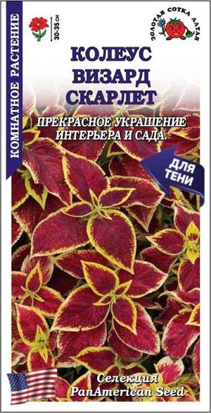 Колеус Визард Скарлет Золотая Сотка Алтая