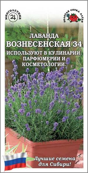 Лаванда Вознесенская Золотая Сотка Алтая