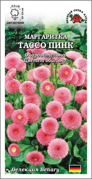 Маргаритка Тассо Пинк Золотая Сотка Алтая