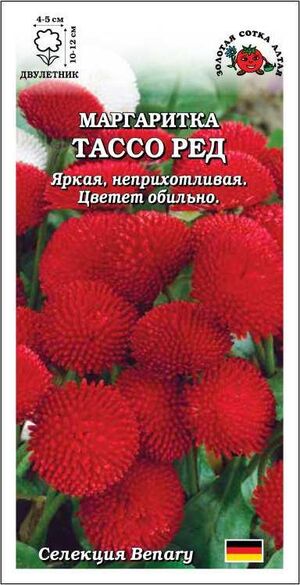 Маргаритка Тассо Ред Золотая Сотка Алтая