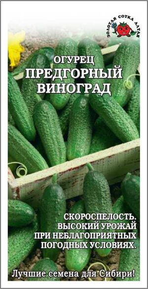 Огурец Предгорный Виноград Золотая Сотка Алтая