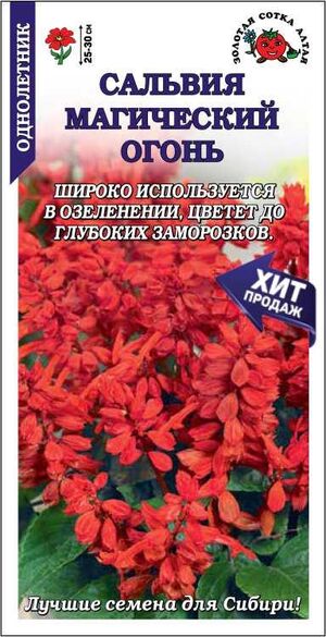 Сальвия Магический огонь Золотая Сотка Алтая