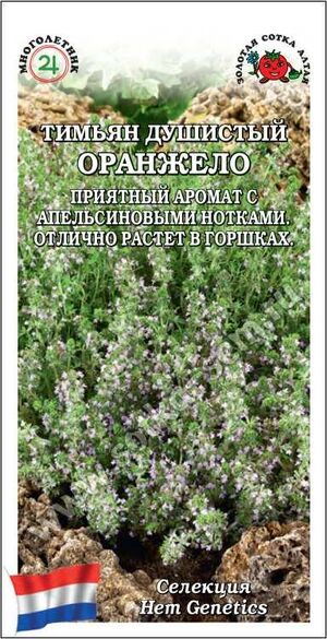 Тимьян Оранжело Золотая Сотка Алтая