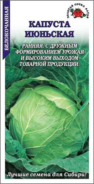 Капуста Июньская белокочанная Золотая Сотка Алтая