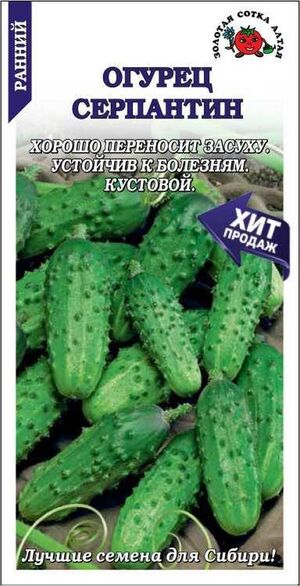 Огурец Серпантин  Золотая Сотка Алтая