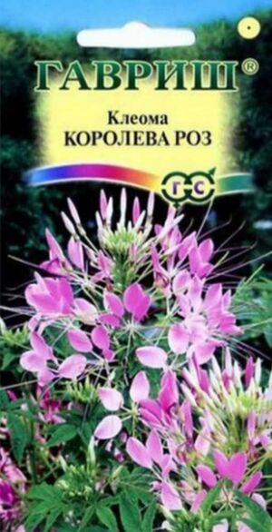 Клеома Королева Роз Гавриш