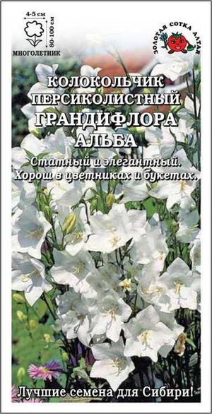 Колокольчик Персикол Грандифлора Альба Золотая Сотка Алтая