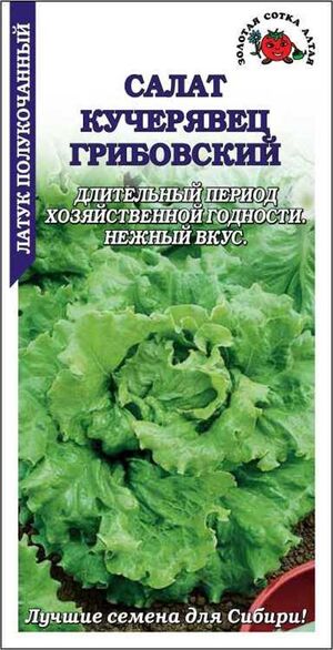Салат Грибовский Кучерявец  Золотая Сотка Алтая
