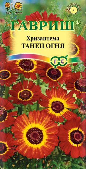 Хризантема Танец Огня Гавриш