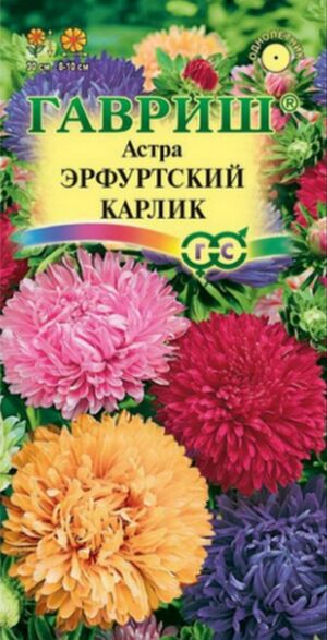 Астра Эрфуртский Карлик Смесь Гавриш