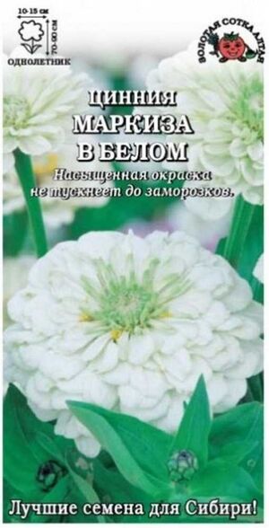 Цинния Маркиза в Белом Золотая Сотка Алтая