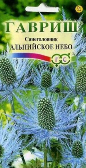 Синеголовник Альпийское небо Гавриш