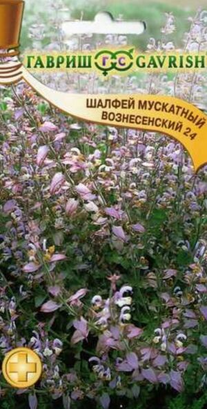Шалфей мускатный Вознесенский Гавриш