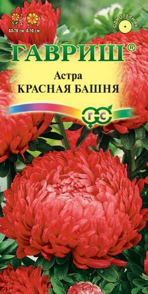 Астра Красная Башня пионовидная Гавриш