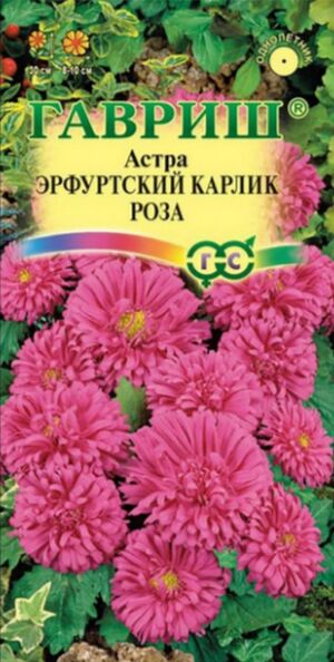 Астра Эрфуртский Карлик Роза Гавриш