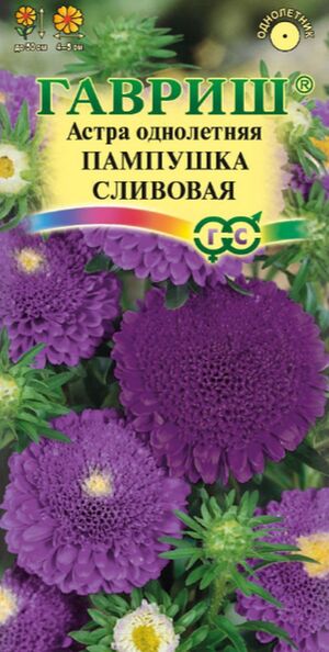 Астра Пампушка Сливовая помпонная Гавриш