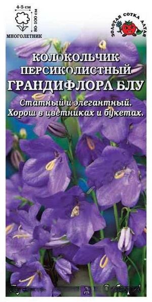 Колокольчик Персикол Грандифлора Блу Золотая Сотка Алтая