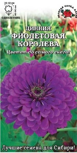 Цинния Фиолетовая Королева Золотая Сотка Алтая