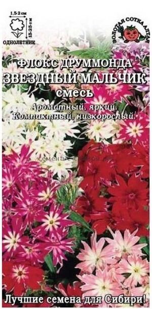 Флокс Звёздный Мальчик Золотая Сотка Алтая