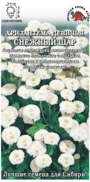 Хризантема Снежный Шар Золотая Сотка Алтая