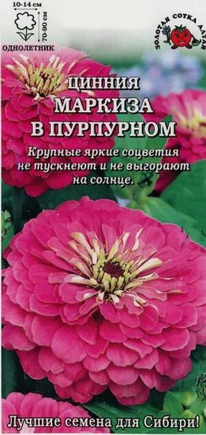 Цинния Маркиза в Пурпурном Золотая Сотка Алтая