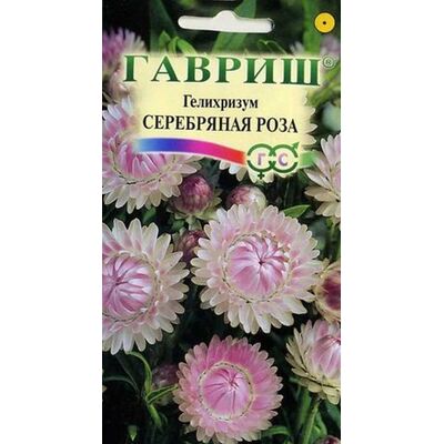 Гелихризум Серебряная Роза Гавриш