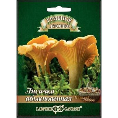 Мицелий Лисички на зерновом субстрате Гавриш