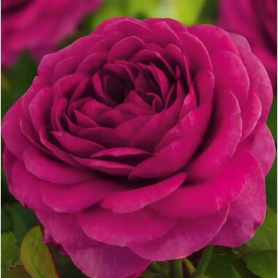 Роза Фиолетовая мечта саженцы Семена Алтая